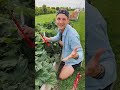Rhubarb is my favorite early spring produce item and if you grow it, watch out for this #shorts