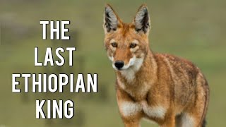 Ethiopian Wolf - Meet the last Ethiopian king