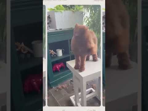 Upasana Konidela Ram Charan pet rhyme #shorts