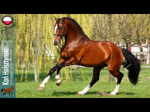 Koń Holsztyński, Potomek konia Marais, który wyróżnia się w sporcie, Pochodzenie ras