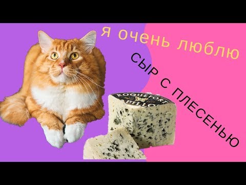 Как прожить на 3500 рублей,  если огромный кот Майс мей кун обожает сыр с голубой плесенью!