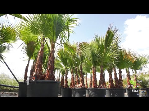 PALME - KAKO SE GAJE I KOJE VRSTE POSTOJE