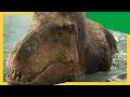 ‍ ️ Kayla Vs T Rex The Ultimate Swim Challenge Dinosaurs Adventures For Kids DinoKids