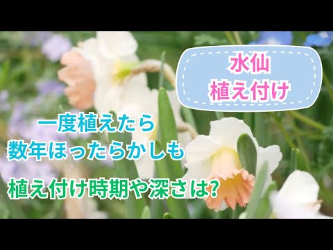 夏にきれいな花を咲かせるには、3月にどの球根花を植えるべきですか?  庭園