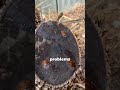 Burning Stumps WRONG? What Foresters Wish You Knew!
