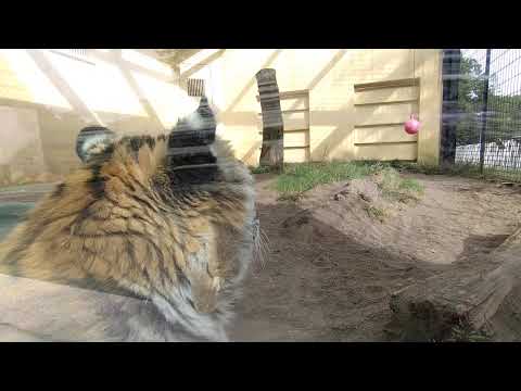 iPhone: Apple は重大なエラーを無視 - しかし 3 つのトリックが役に立ちます