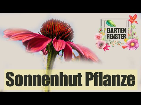 Sonnenhut Pflanze | Was Sie wissen sollten
