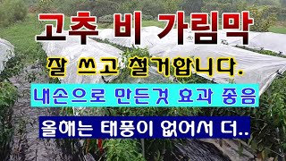 [텃밭농부 1,642]  고추 비 가림막. 잘 쓰고 철거하는 방법. 효과 분석 #고추재배