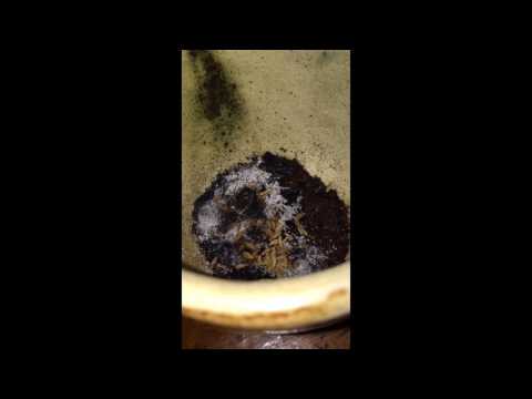 犬にハエを追い払う方法