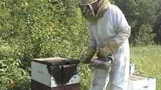 Honey Bees - Life Cycle