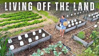 FOOD SECURITY Starts HERE (planting our BIGGEST crops!)