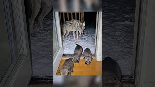 Video thumbnail image