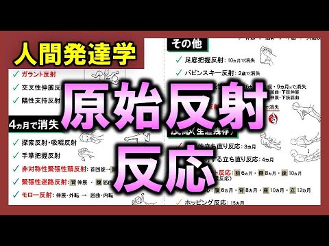 反射性について詳しく解説