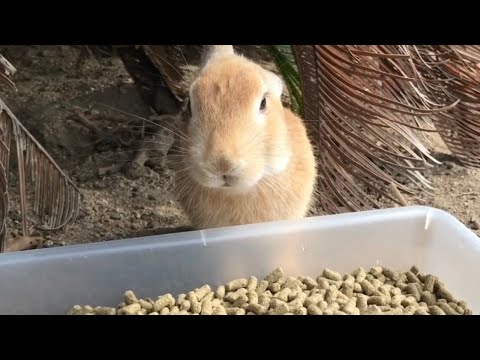 Do you like bunnies with smooth, round faces?