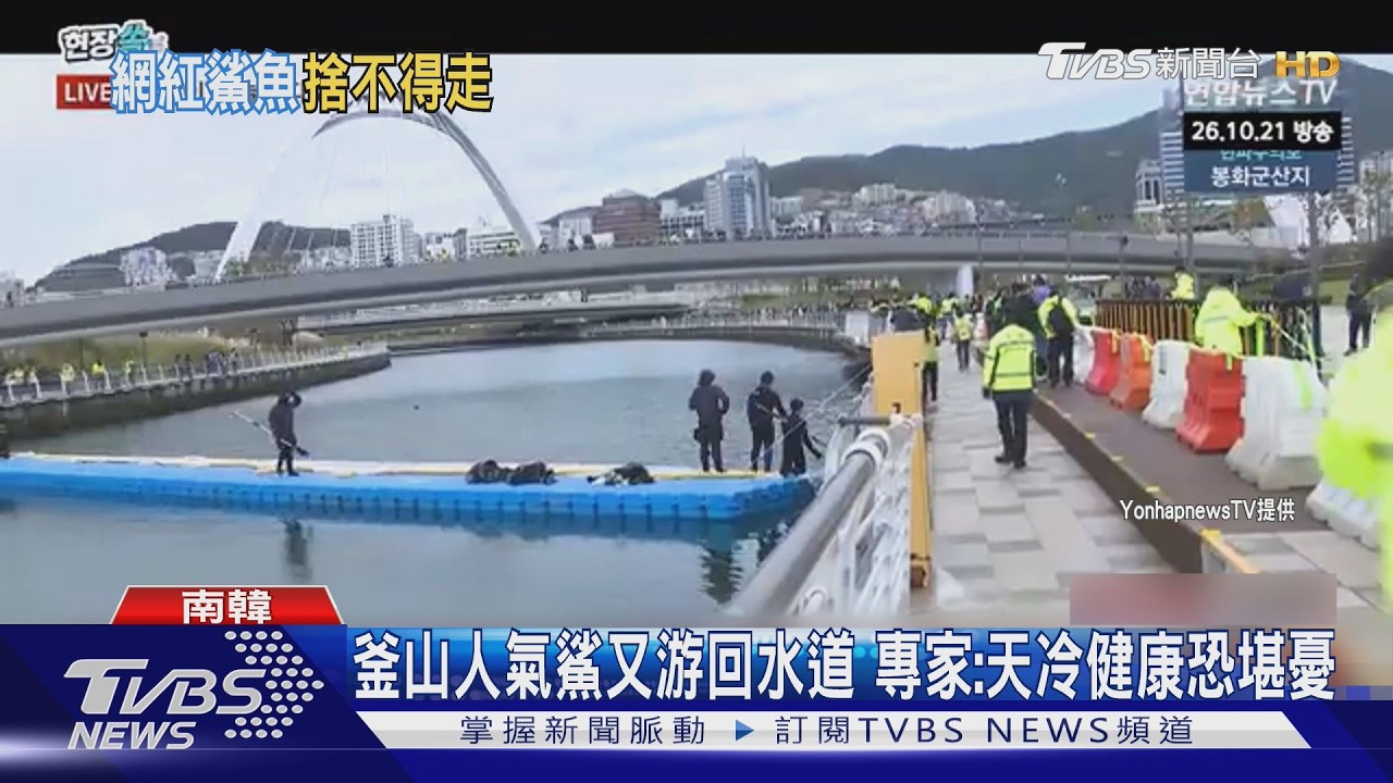 影音／水砲驅趕無效！釜山人氣黑鯊「鑽破網底」又游回來　民眾擠爆送行