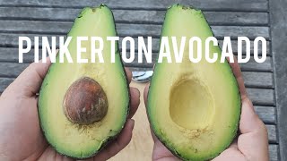 Taste Testing a Homegrown Pinkerton Avocado with a Special Guest.... Guess Who?