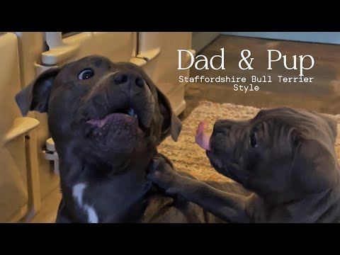Gentle Staffy Parents Play With Their Puppy | Heartwarming Blue Staffordshire Bull Terrier Love