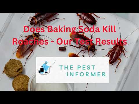 Does Baking Soda Kill Roaches? - Our Baking Soda Bait Mixture Recipe!