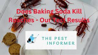 Does Baking Soda Kill Roaches? - Our Baking Soda Bait Mixture Recipe!
