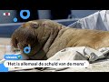 Walrus Freya gedood: 'Het werd te gevaarlijk'