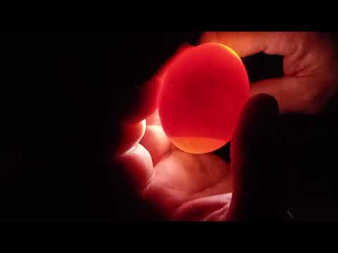 Hühnereier selber ausbrüten, Tag 7, Eier schieren