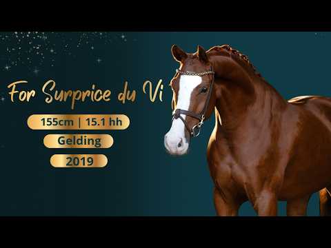 Dressage