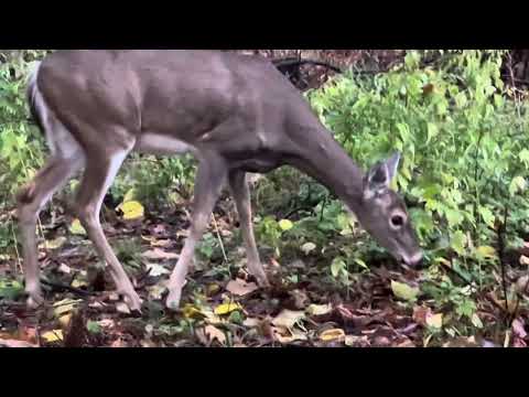 Whitetail Deer Autumn 2025