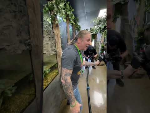 Snake Catches Food in Mid Air