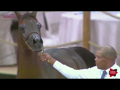 265 SH JULIA - 21st Qatar National 2018