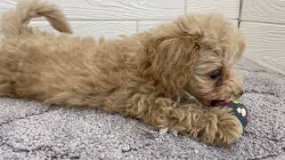 ハーフ犬の動画01