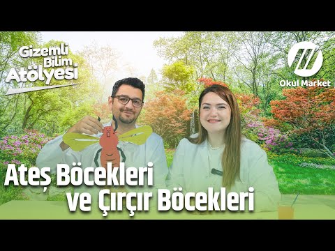 Çırcır ve Ateş Böcekleri