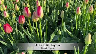 Tulip Judith Leyster | Time4Tulips.com