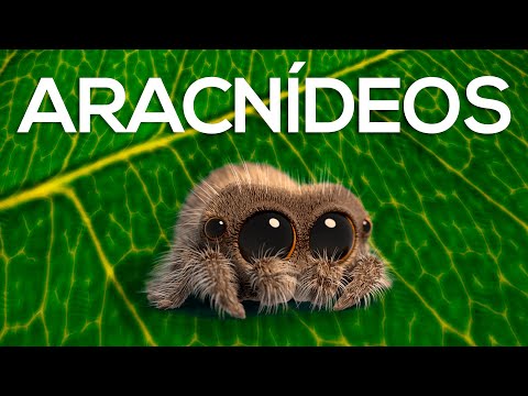 Conhecendo os ARACNÍDEOS