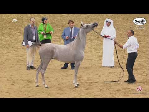 N 32 HAMMAMA AL NAIF   1st Qatar Arabian Horse Show Local Bred