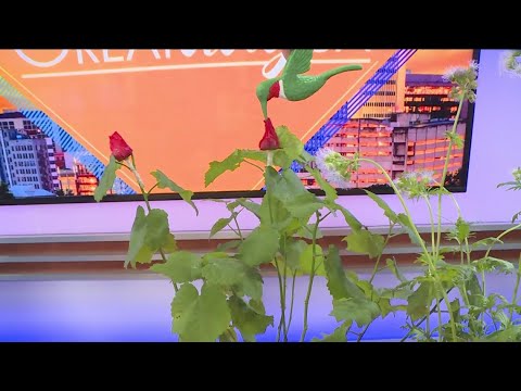 Pollinator Fest | Great Day SA - YouTube