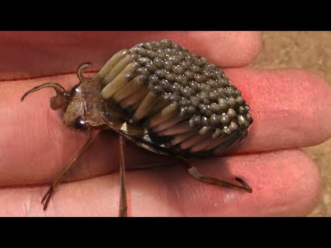 image-What is the most beautiful bug in the world?