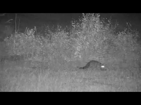 Djuma: Genet - 08/18/19