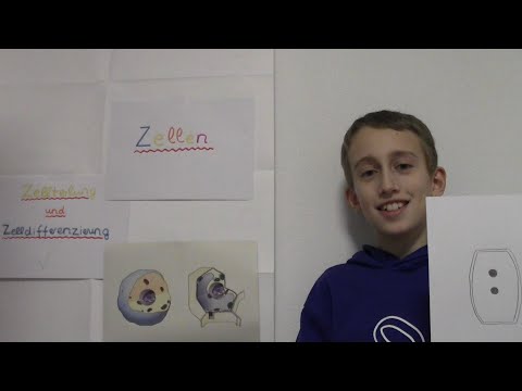 Zellteilung + Zelldiffernzierung |  Was passiert dabei?