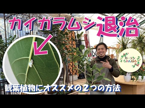 ヘーゼルナッツの穴あき虫と戦う: ナッツに穴が開くのを防ぐ方法 植物