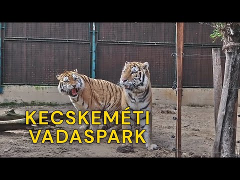 A Kecskeméti Vadaspark télen 2025 február