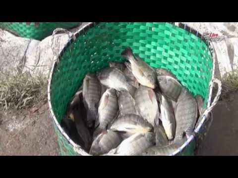 Net Fishing In a Big Space | Catch a Small Fish | Fish Price Is too High In Bangladesh