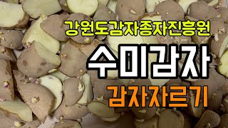 강원도감자종자진흥원에서 구매한 수미감자 자르기