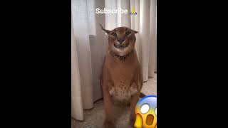 Download lagu Wild cat sounds like a v8 engine 😂 mp3 Download lagu Wild cat sounds like a v8 engine 😂 mp3