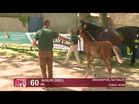Sprinter Sacré Show 2021 : Lot 60 - N.21 Nuri