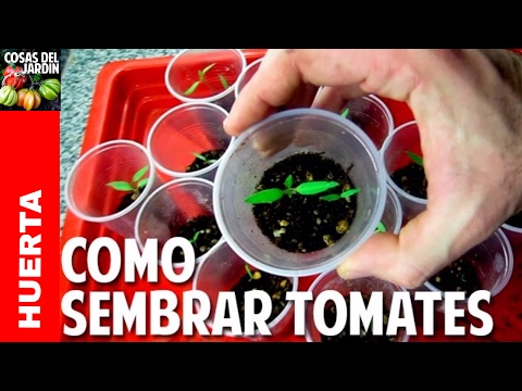, title : 'Como Sembrar Tomate desde Semilla - Germinación en 7 días - Video Completo @cosasdeljardin'