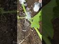 I Buried My Pumpkin To Make It Grow Faster