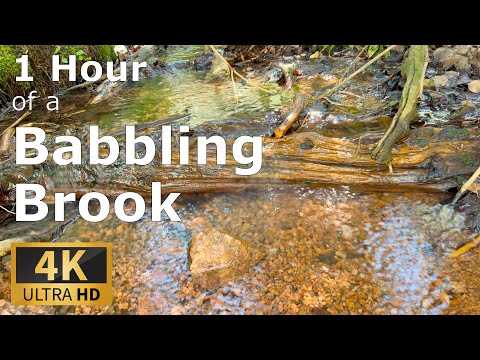 One Hour of Babbling Brook - Devil's Head Lookout Trail - sounds to Calm Your Mind, with 4K Ultra HD