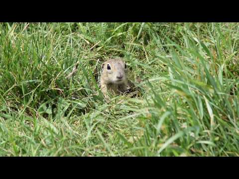 Syseľ pasienkový - Spermophilus citellus