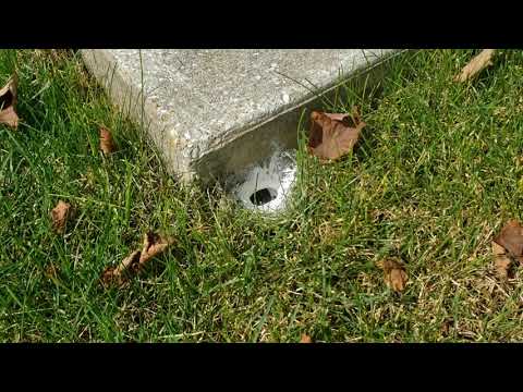 Treating an Underground Yellow Jackets Nest in Freehold, NJ