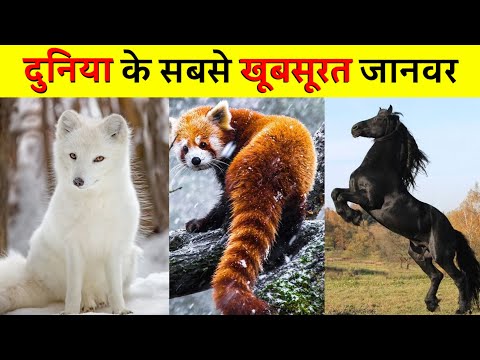 प्रकृति की अनोखी रचनाएँ: दुनिया के सबसे सुंदर और मनमोहक जीवों की झलक